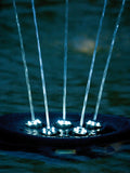 Water Starlet